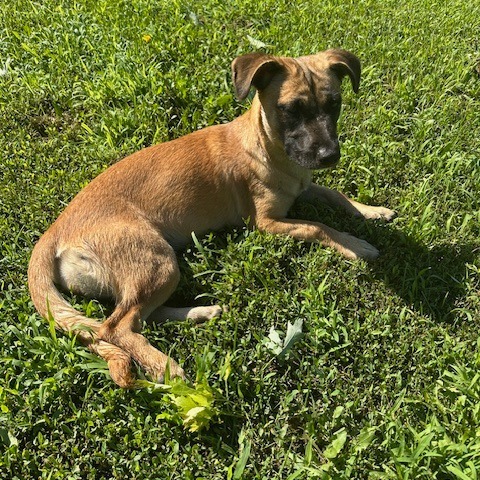 Smoothie, an adoptable Mixed Breed in Sioux Falls, SD, 57106 | Photo Image 6
