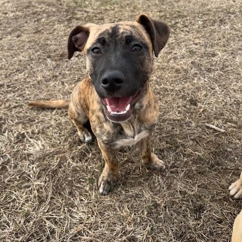 Coffee, an adoptable Mixed Breed in Sioux Falls, SD, 57106 | Photo Image 1