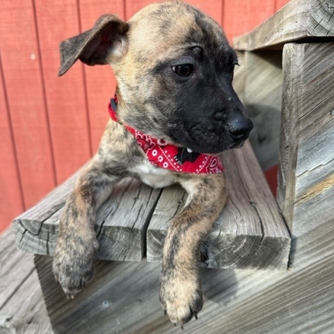 Coffee, an adoptable Mixed Breed in Sioux Falls, SD, 57106 | Photo Image 2
