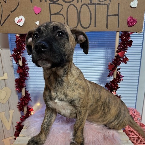 Coffee, an adoptable Mixed Breed in Sioux Falls, SD, 57106 | Photo Image 3