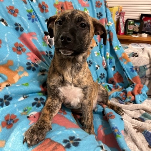 Coffee, an adoptable Mixed Breed in Sioux Falls, SD, 57106 | Photo Image 4