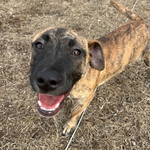 Coffee, an adoptable Mixed Breed in Sioux Falls, SD, 57106 | Photo Image 5