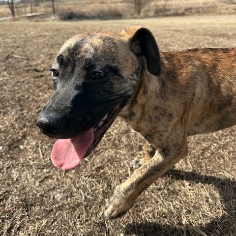 Coffee, an adoptable Mixed Breed in Sioux Falls, SD, 57106 | Photo Image 6