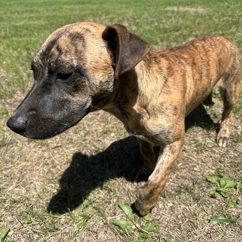 Coffee, an adoptable Mixed Breed in Sioux Falls, SD, 57106 | Photo Image 6