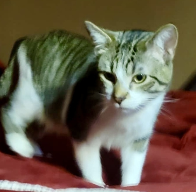 Lil Jax (munchie litter)