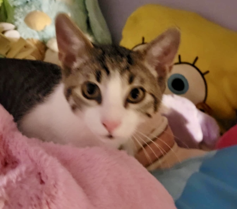 Lil Jax (munchie litter)