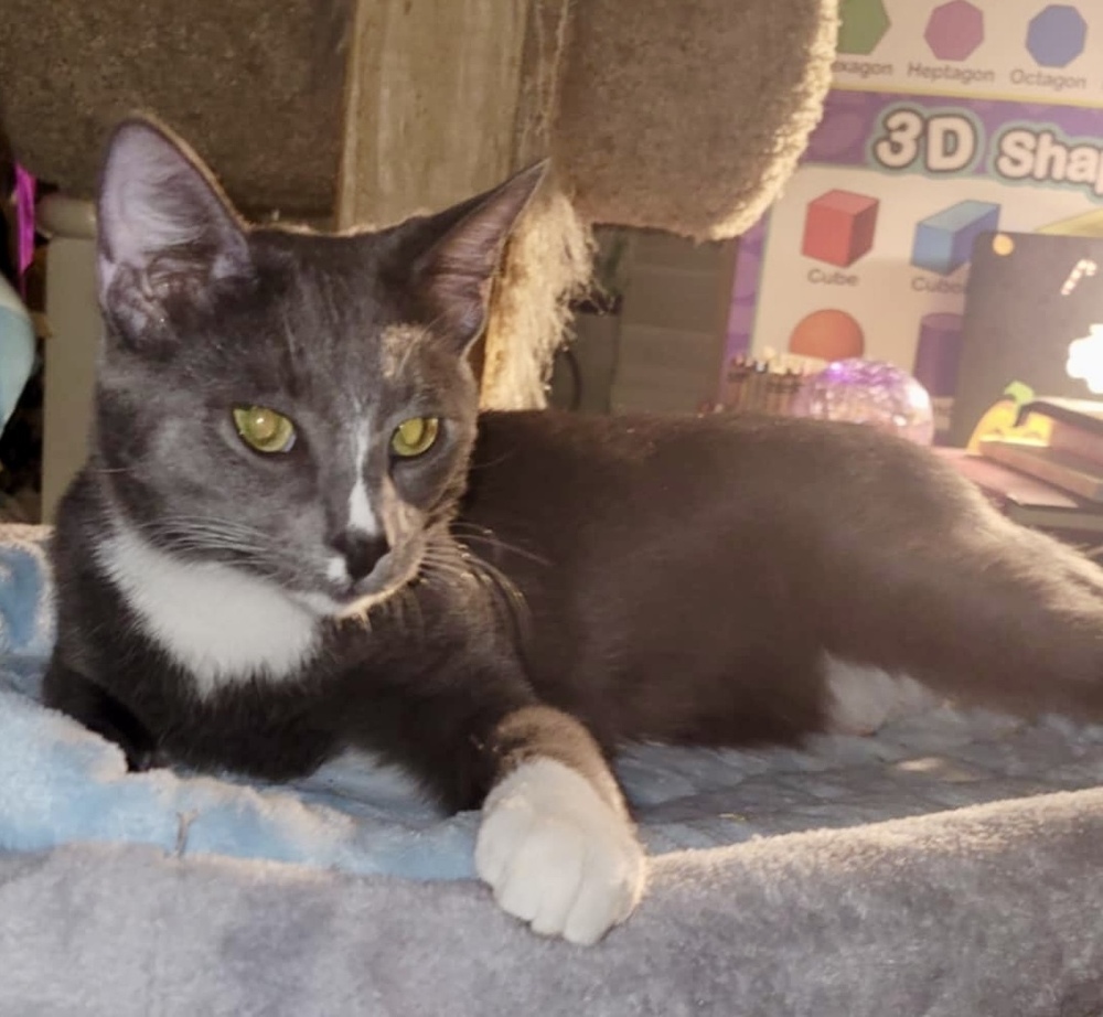 Mittens (Munchie litter)