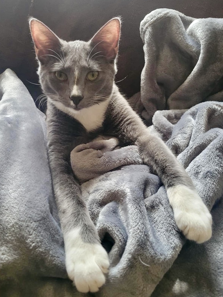 Mittens (Munchie litter)