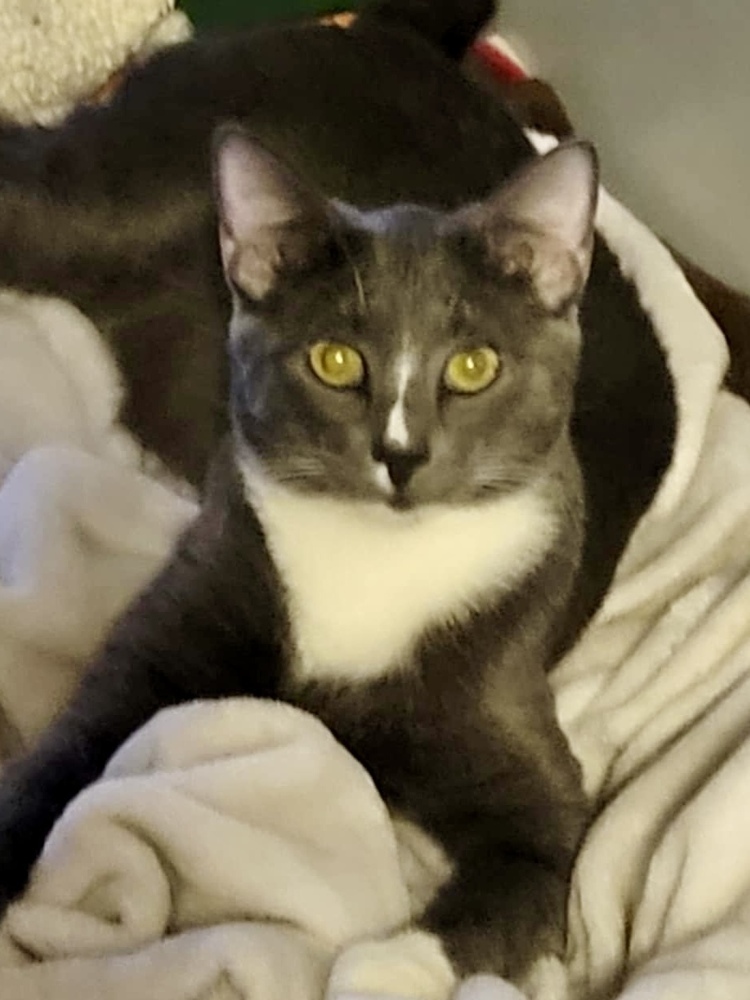 Mittens (Munchie litter)