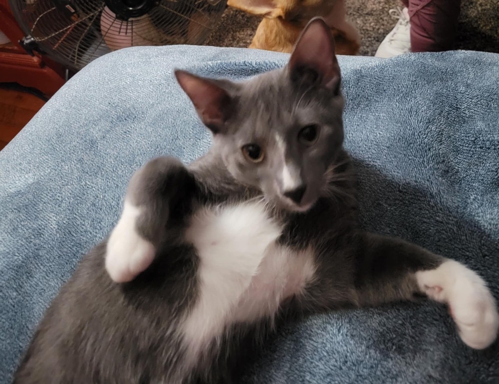 Mittens (Munchie litter)