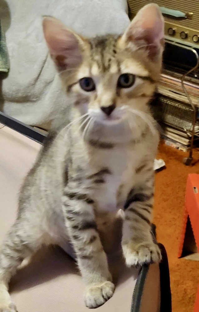 Mittens (Munchie litter)
