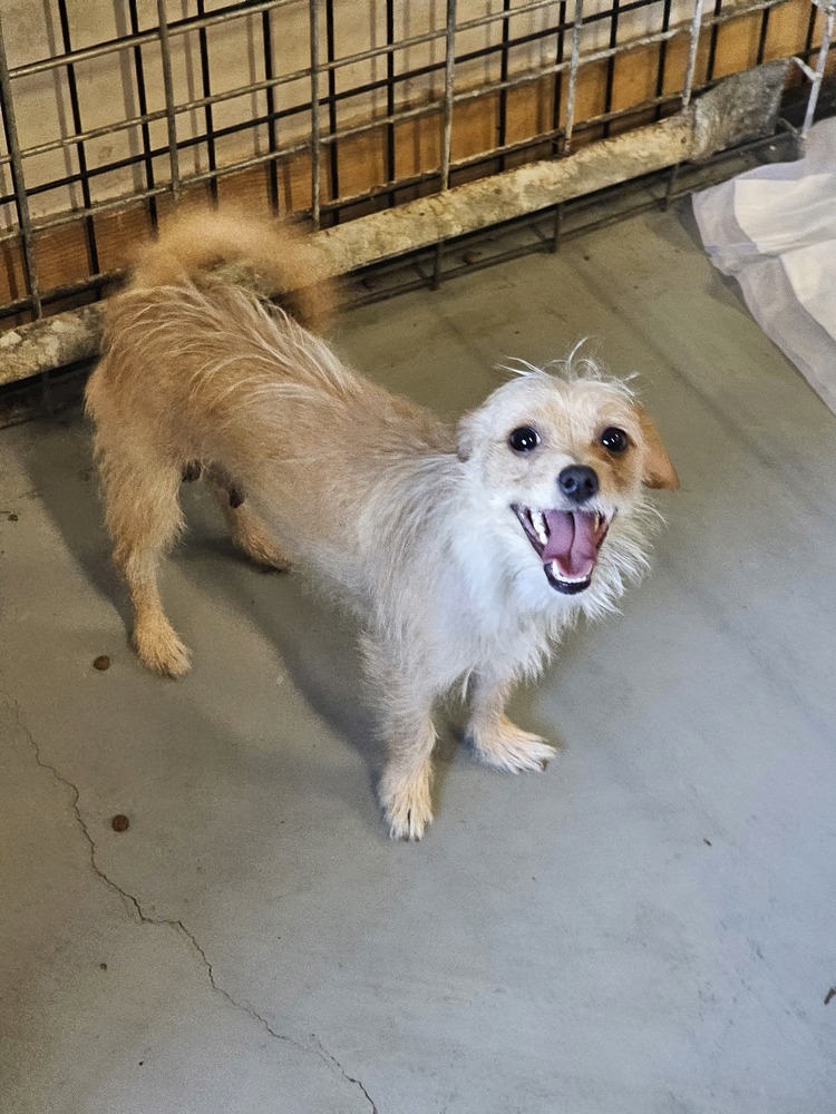 Demi, an adoptable Terrier in Herriman, UT, 84096 | Photo Image 1