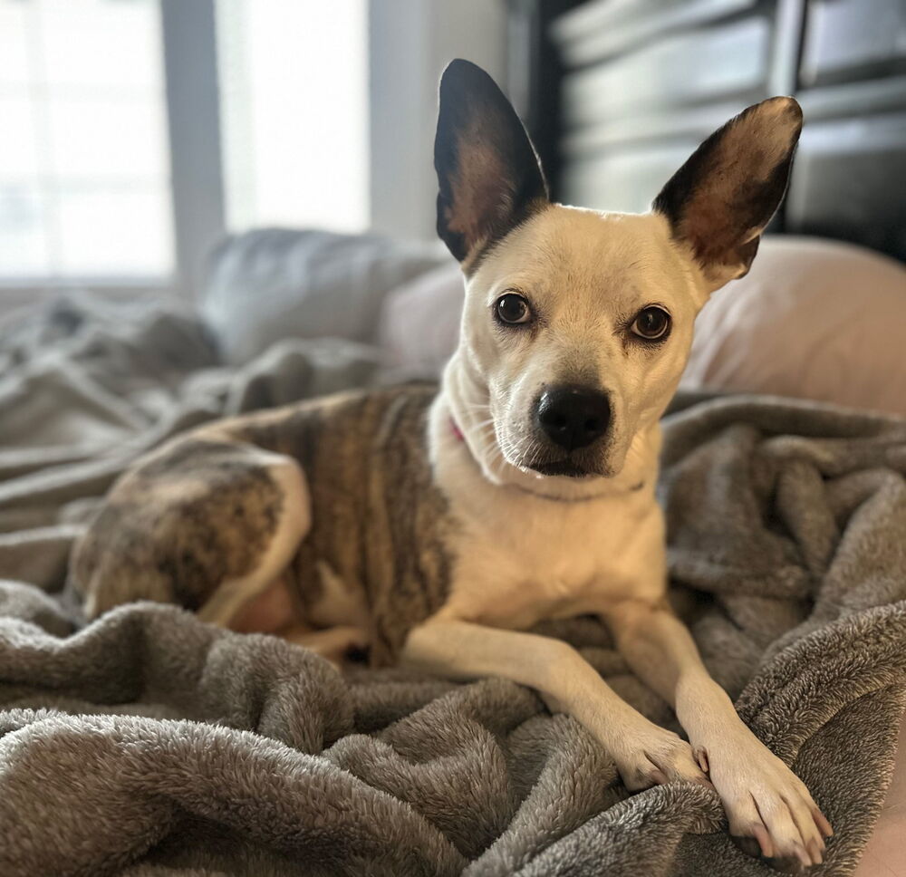 Athena, an adoptable Parson Russell Terrier in Herriman, UT, 84096 | Photo Image 1