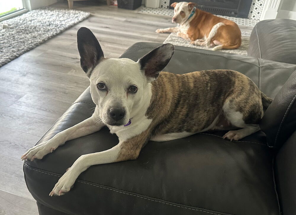 Athena, an adoptable Parson Russell Terrier in Herriman, UT, 84096 | Photo Image 2