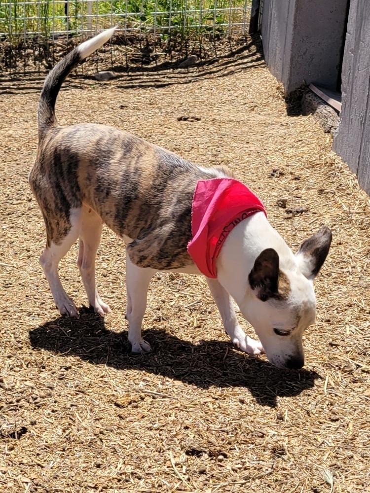 Athena, an adoptable Parson Russell Terrier in Herriman, UT, 84096 | Photo Image 4