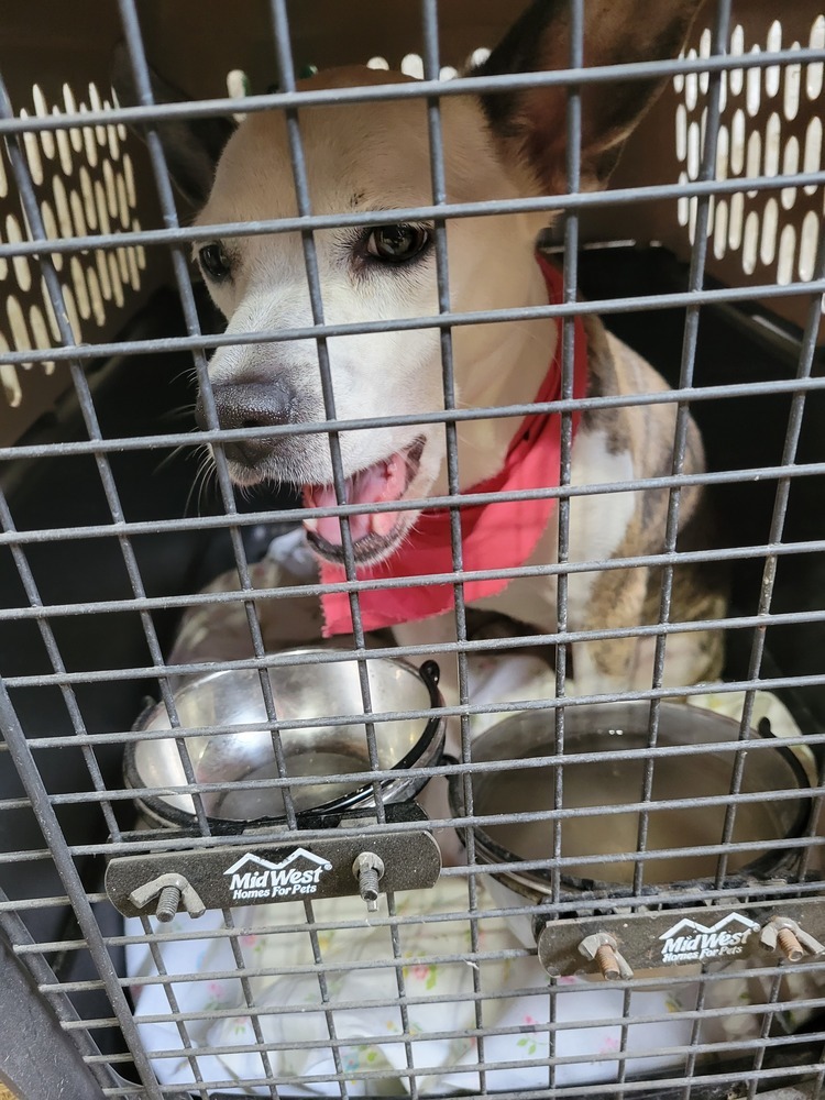 Athena, an adoptable Parson Russell Terrier in Herriman, UT, 84096 | Photo Image 6