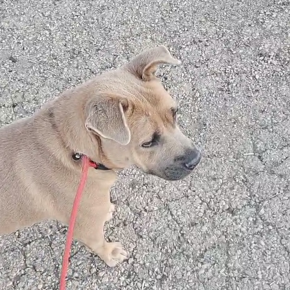 Alabama, an adoptable Shar-Pei, Chow Chow in Herriman, UT, 84096 | Photo Image 1