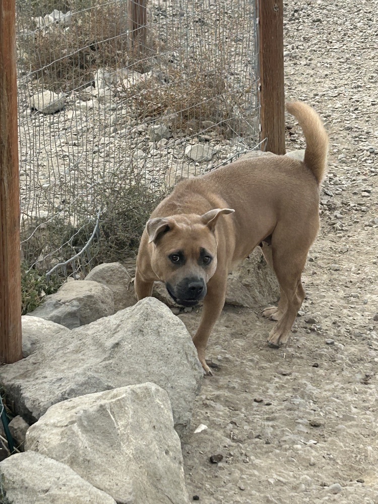 Alabama, an adoptable Shar-Pei, Chow Chow in Herriman, UT, 84096 | Photo Image 2