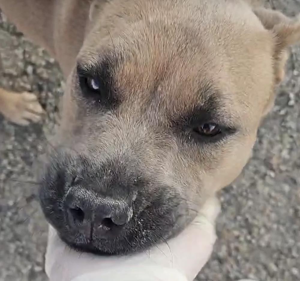 Alabama, an adoptable Shar-Pei, Chow Chow in Herriman, UT, 84096 | Photo Image 3