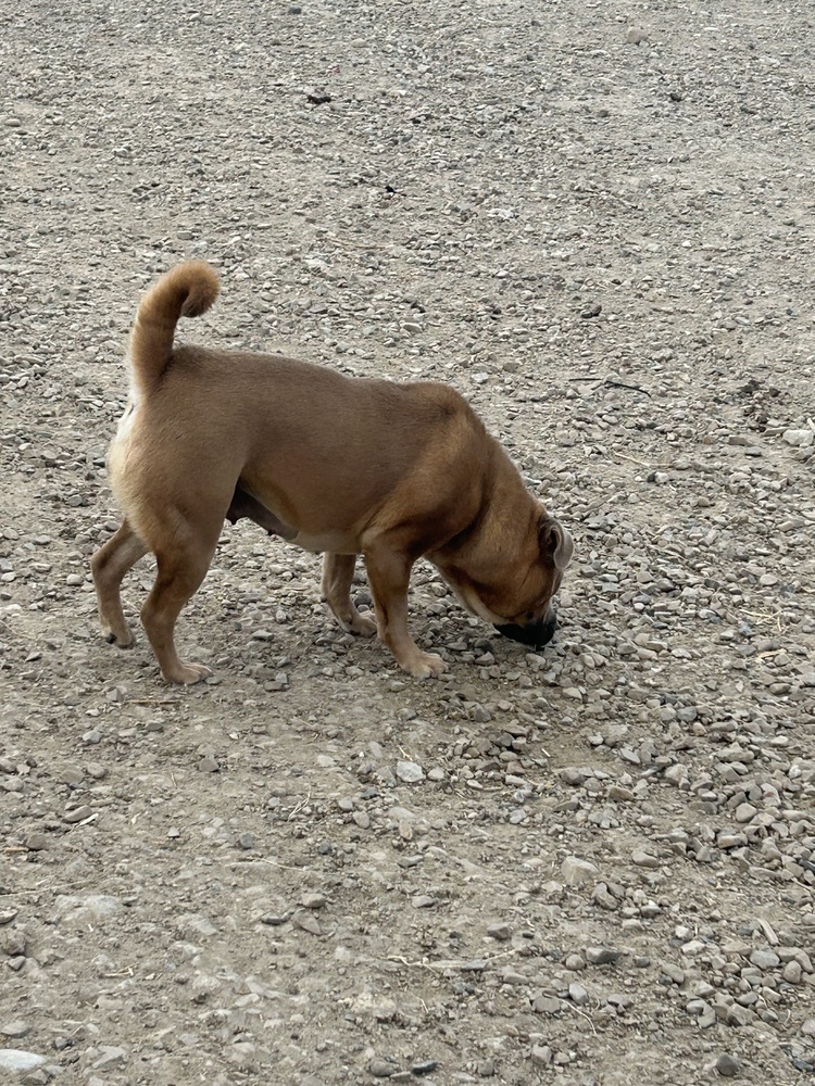 Alabama, an adoptable Shar-Pei, Chow Chow in Herriman, UT, 84096 | Photo Image 4