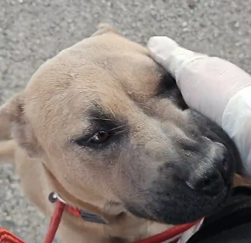 Alabama, an adoptable Shar-Pei, Chow Chow in Herriman, UT, 84096 | Photo Image 5