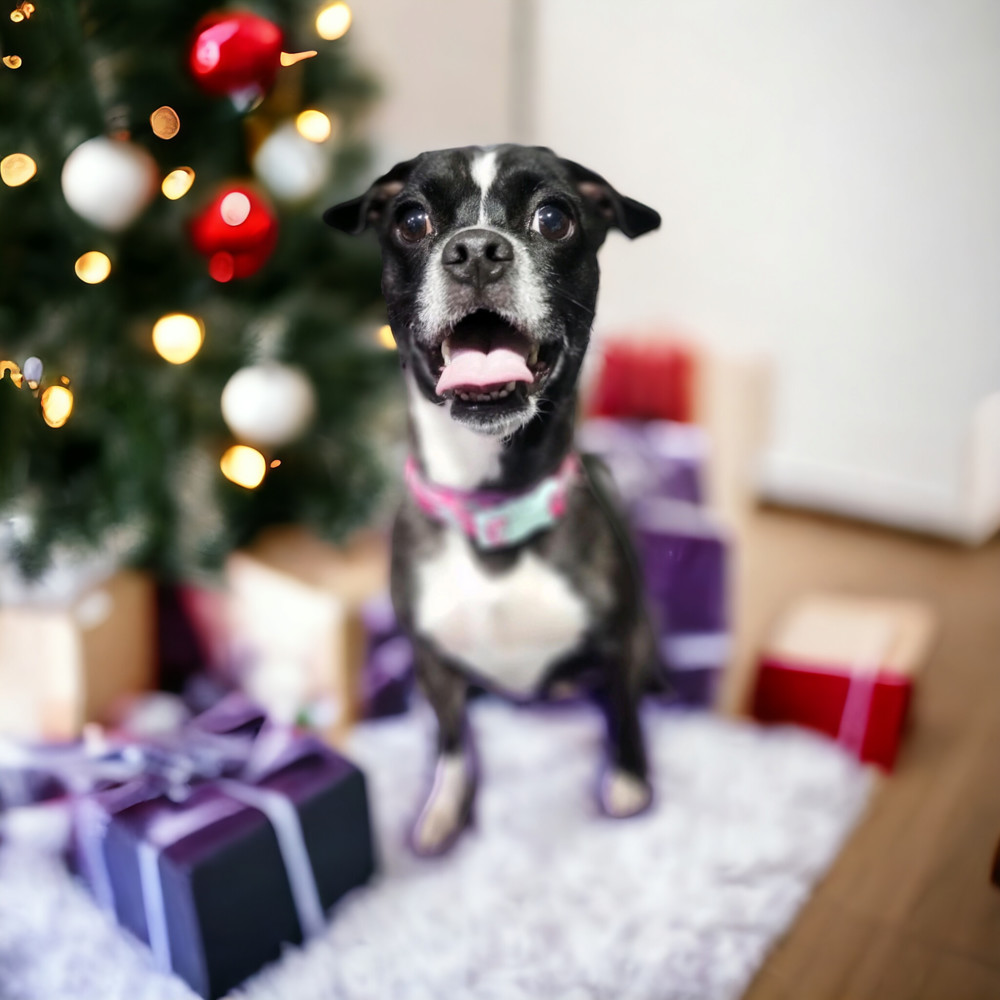 Pawla, an adoptable Boston Terrier in Herriman, UT, 84096 | Photo Image 1