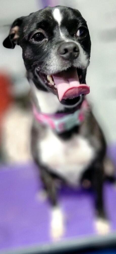 Pawla, an adoptable Boston Terrier in Herriman, UT, 84096 | Photo Image 2