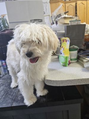 Biscuit, Young Male Terrier