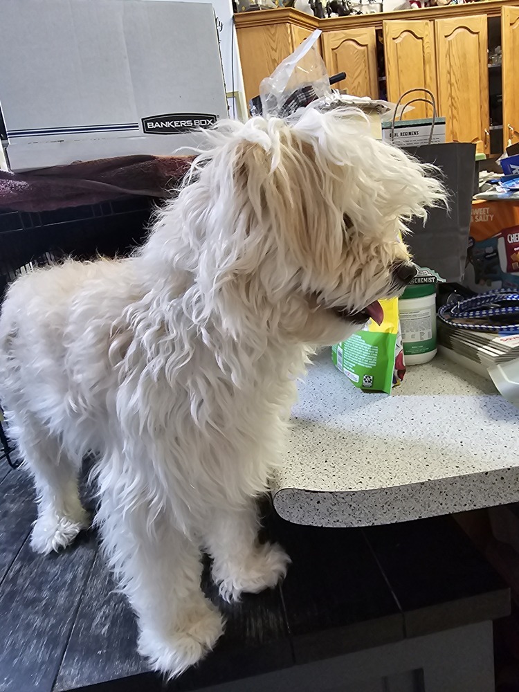 Biscuit, an adoptable Terrier in Herriman, UT, 84096 | Photo Image 2