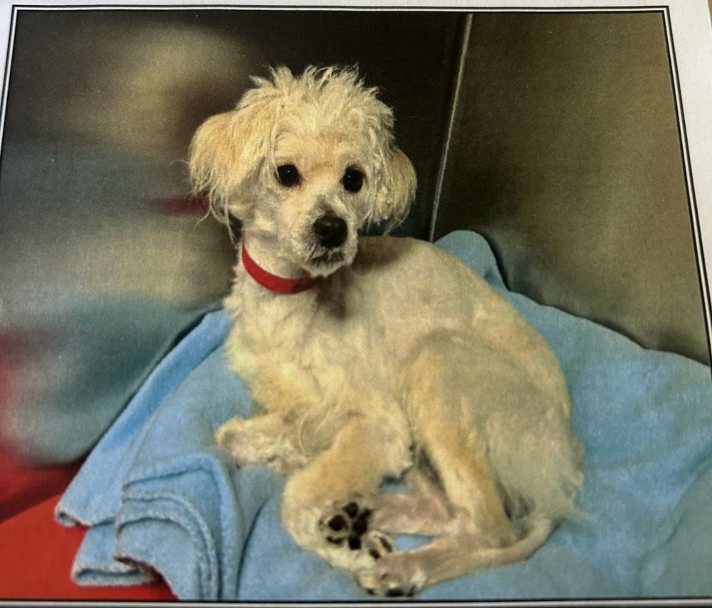 Biscuit, an adoptable Terrier in Herriman, UT, 84096 | Photo Image 3