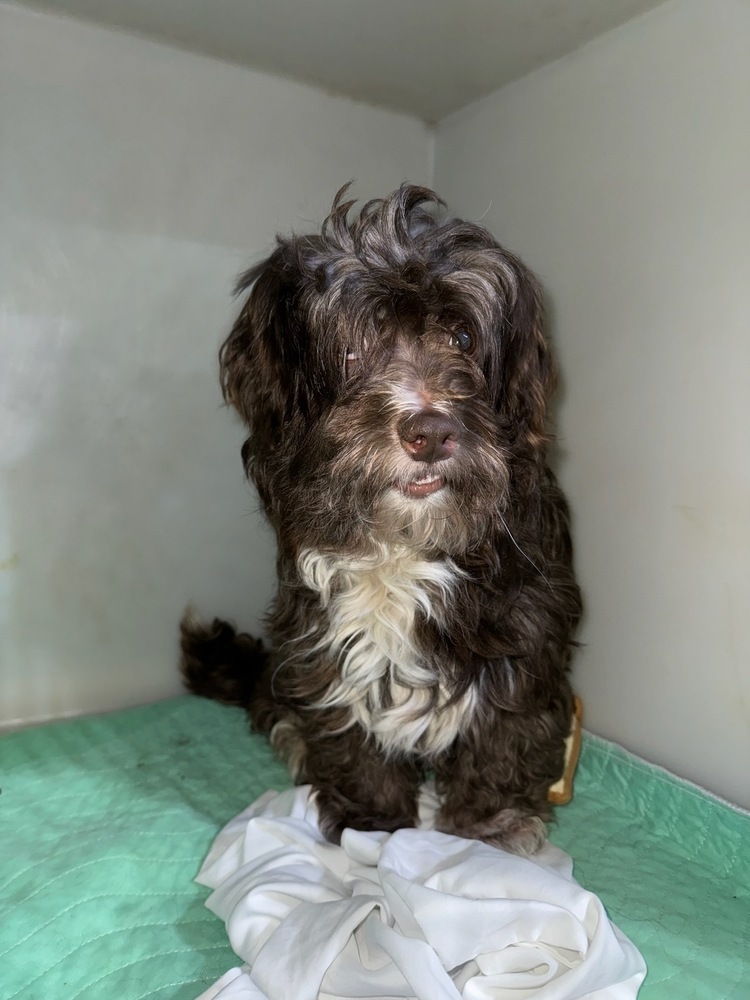 Kit Kat, an adoptable Havanese in Herriman, UT, 84096 | Photo Image 1