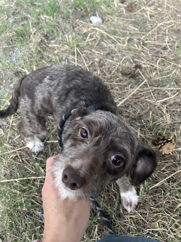 Kit Kat, an adoptable Havanese in Herriman, UT, 84096 | Photo Image 2