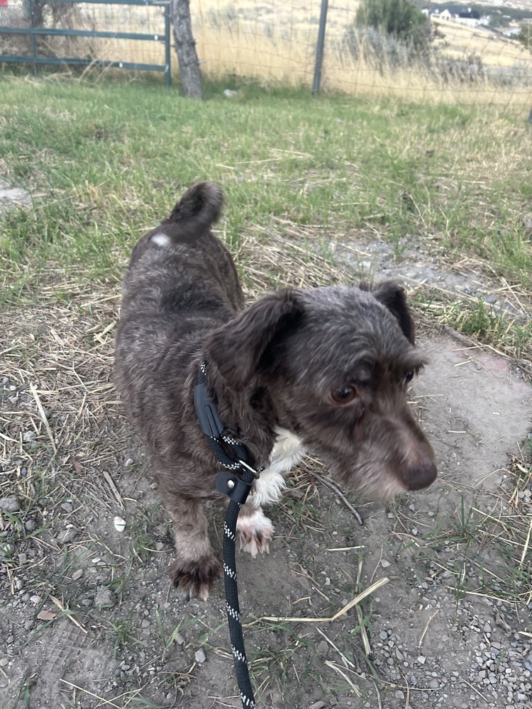 Kit Kat, an adoptable Havanese in Herriman, UT, 84096 | Photo Image 4