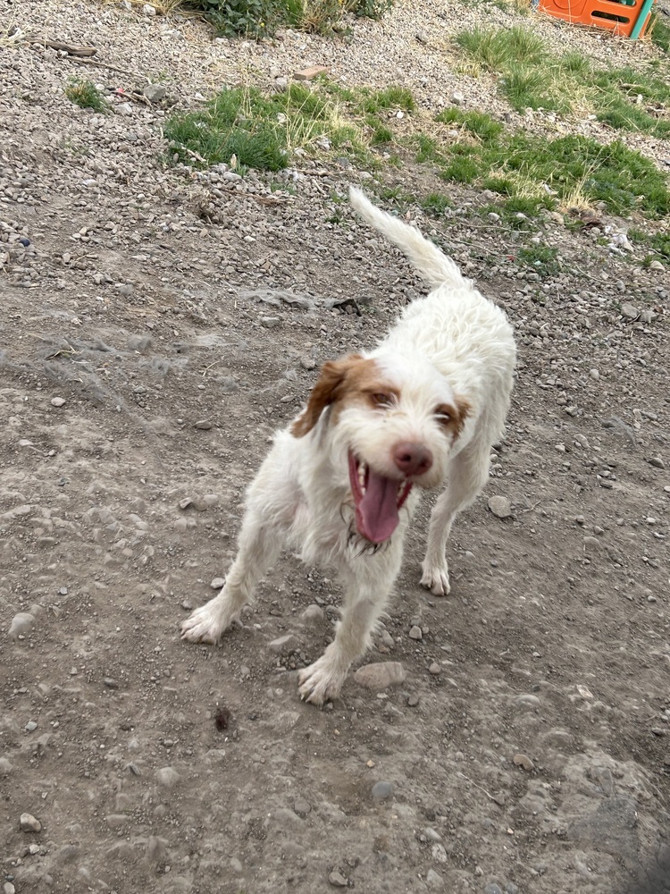Pumpkin, an adoptable German Wirehaired Pointer, Spaniel in Herriman, UT, 84096 | Photo Image 1