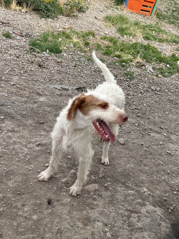 Pumpkin, an adoptable German Wirehaired Pointer, Spaniel in Herriman, UT, 84096 | Photo Image 2