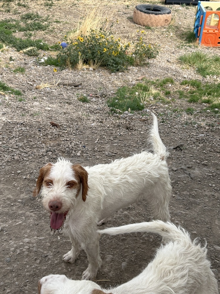 Pumpkin, an adoptable German Wirehaired Pointer, Spaniel in Herriman, UT, 84096 | Photo Image 3
