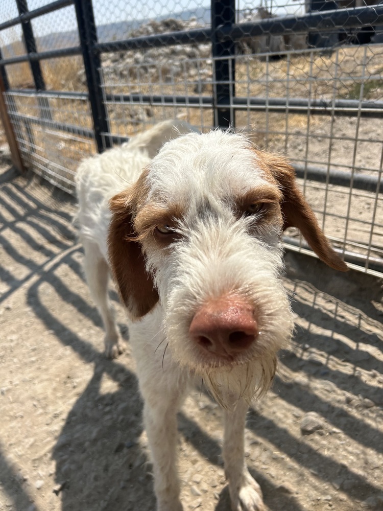 Pumpkin, an adoptable German Wirehaired Pointer, Spaniel in Herriman, UT, 84096 | Photo Image 4