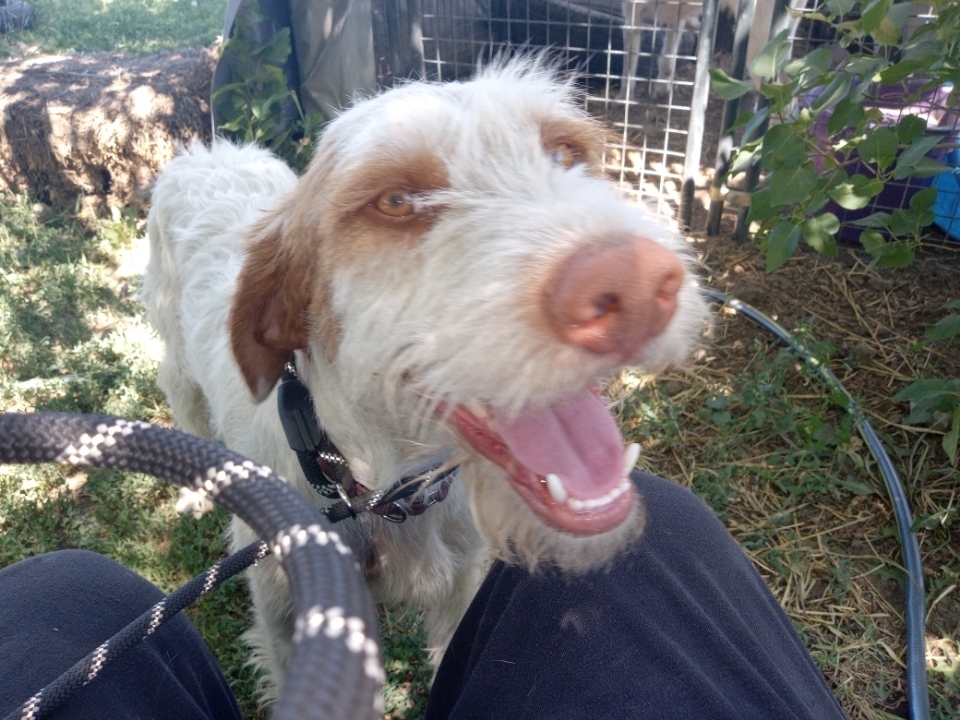 Pumpkin, an adoptable German Wirehaired Pointer, Spaniel in Herriman, UT, 84096 | Photo Image 5