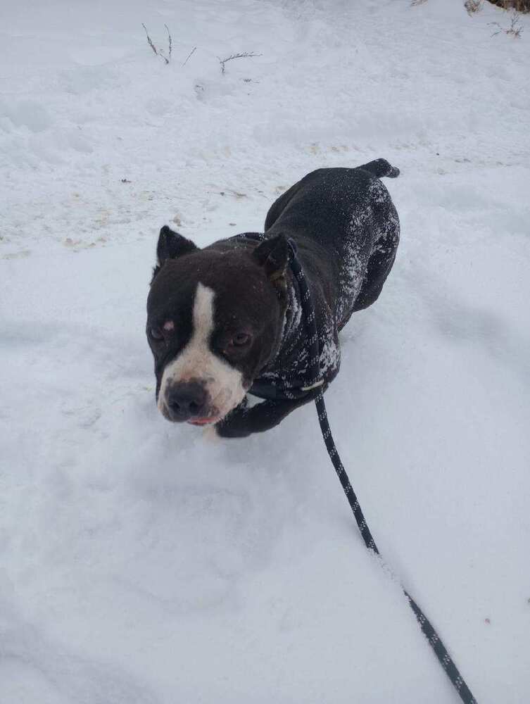Minka, an adoptable Staffordshire Bull Terrier in Herriman, UT, 84096 | Photo Image 1