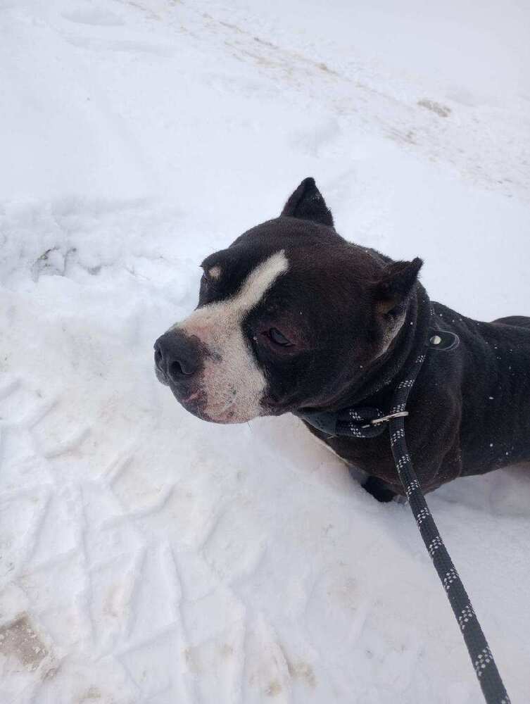 Minka, an adoptable Staffordshire Bull Terrier in Herriman, UT, 84096 | Photo Image 2