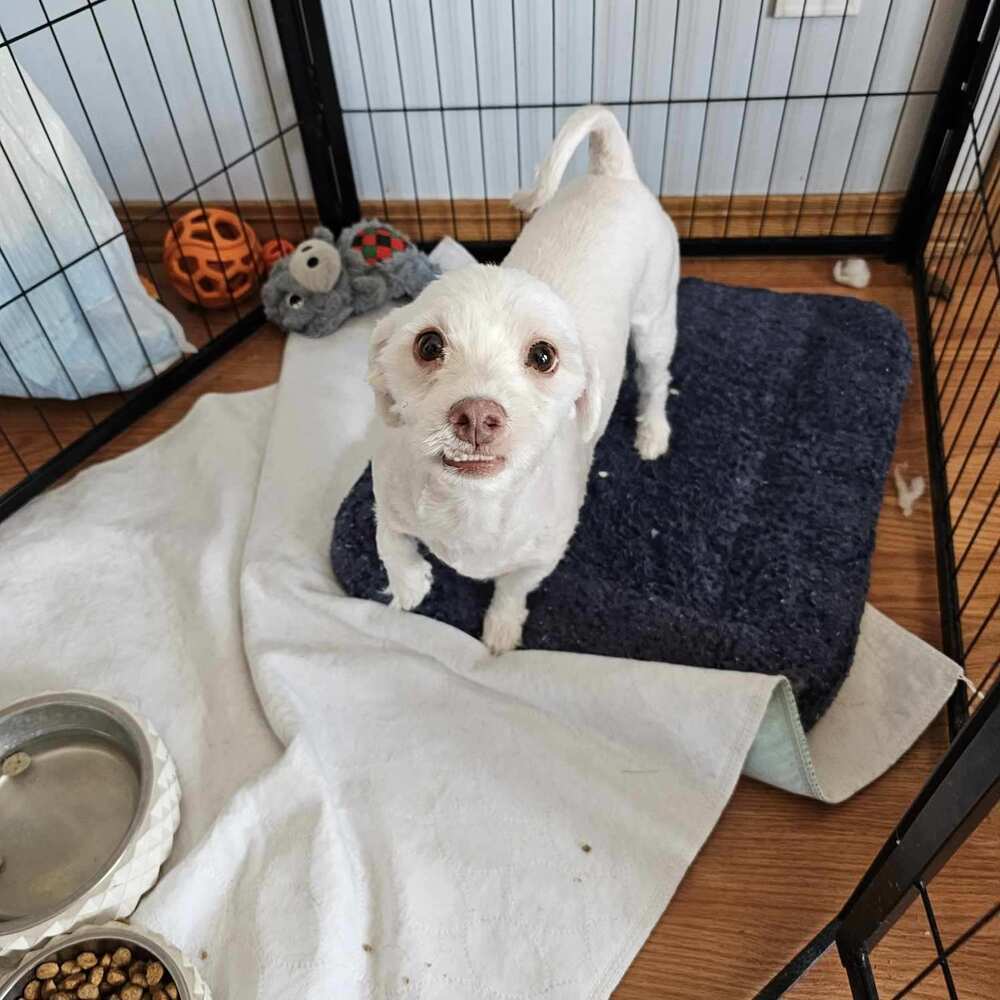 Popcorn, an adoptable Havanese in Herriman, UT, 84096 | Photo Image 1