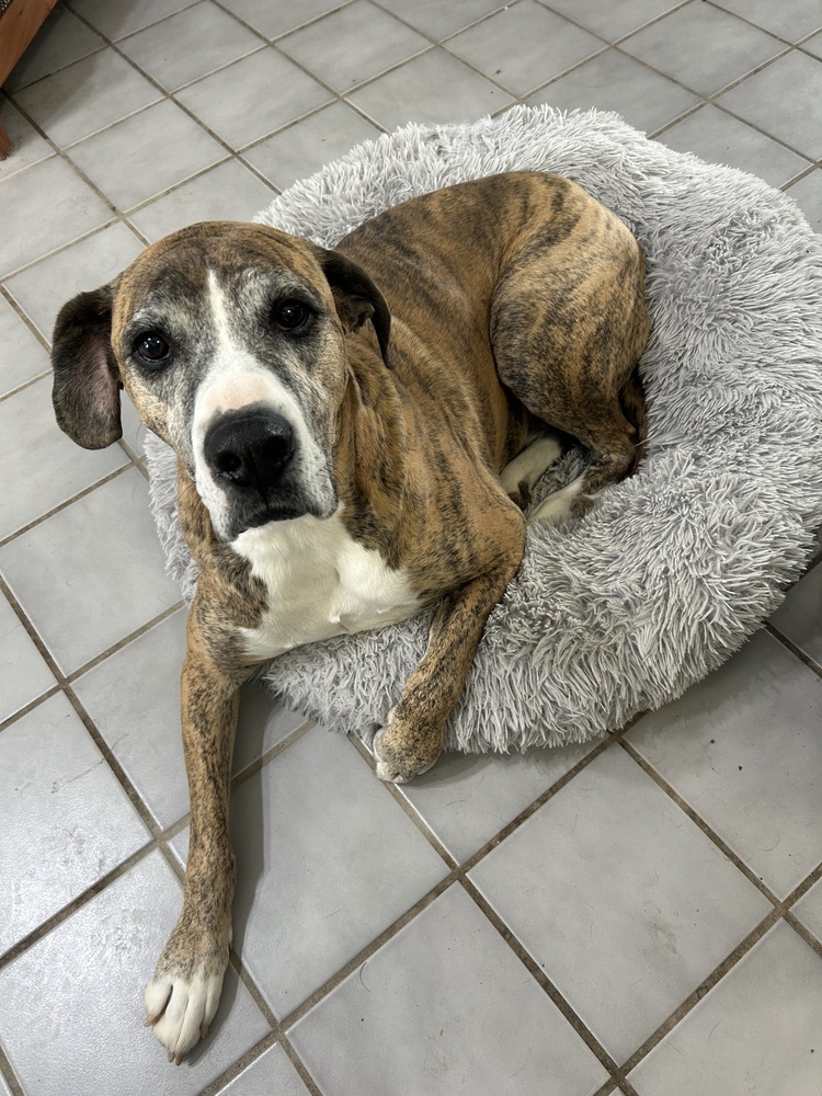 Tobi, an adoptable Mastiff, Boxer in Herriman, UT, 84096 | Photo Image 1