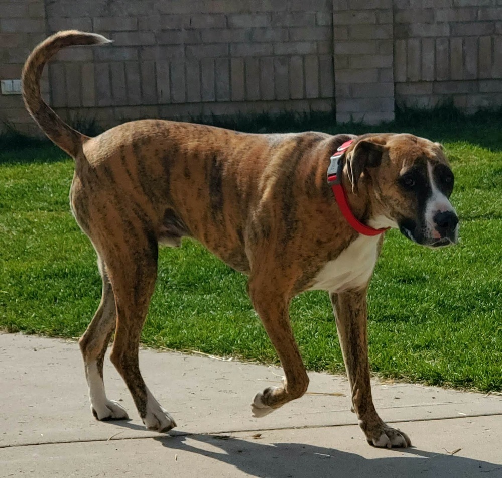 Tobi, an adoptable Mastiff, Boxer in Herriman, UT, 84096 | Photo Image 2