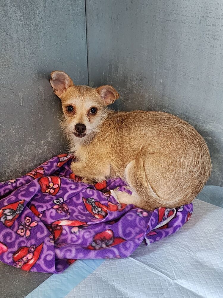 Gigi, an adoptable Cairn Terrier in Herriman, UT, 84096 | Photo Image 1