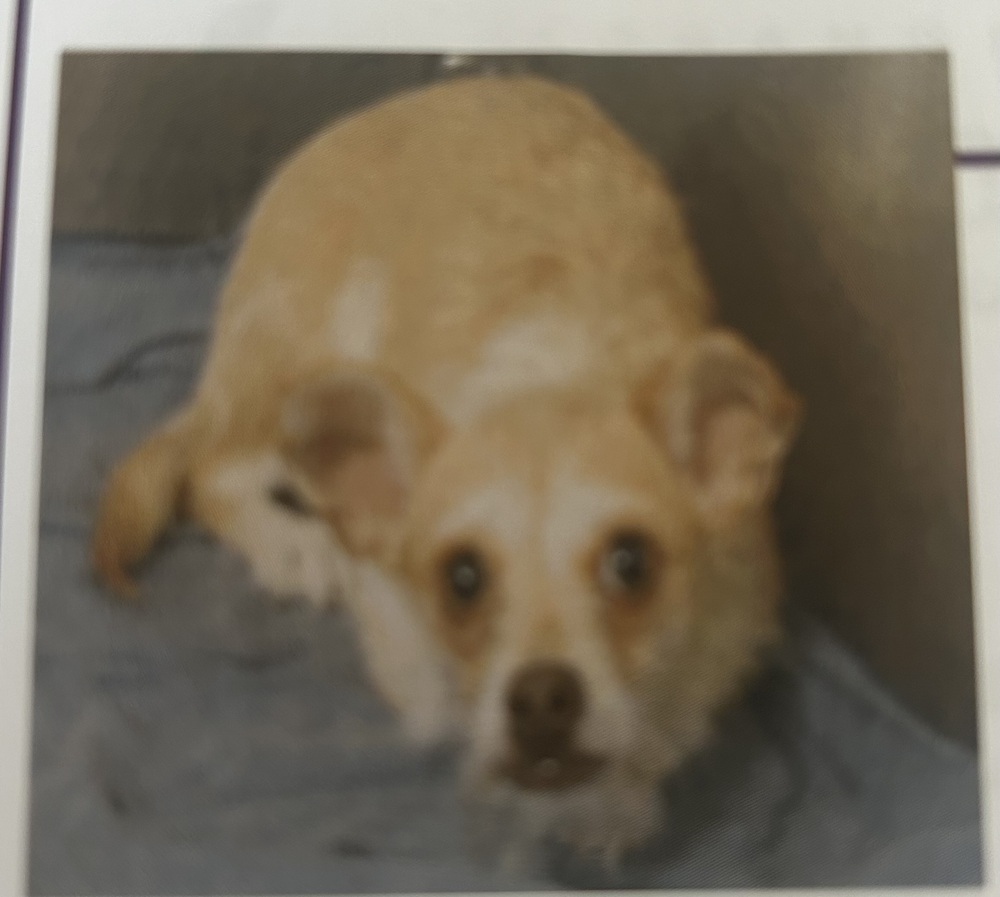 Gigi, an adoptable Cairn Terrier in Herriman, UT, 84096 | Photo Image 2