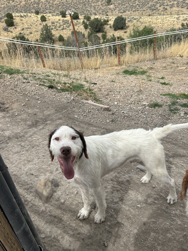 Sarge, an adoptable German Wirehaired Pointer, Spaniel in Herriman, UT, 84096 | Photo Image 1