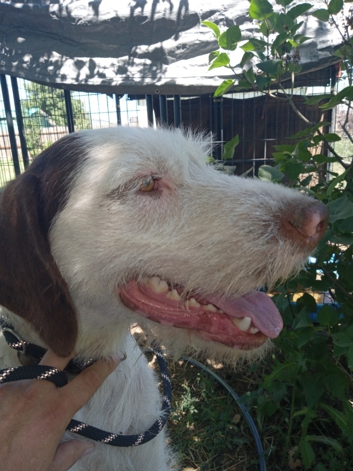 Sarge, an adoptable German Wirehaired Pointer, Spaniel in Herriman, UT, 84096 | Photo Image 2