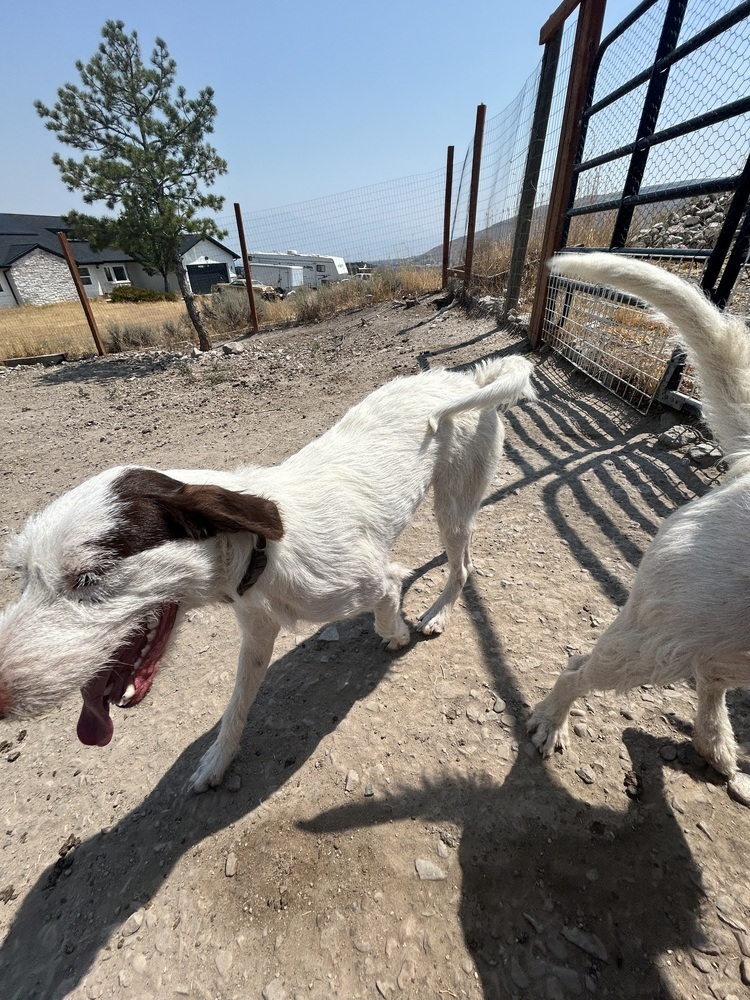 Sarge, an adoptable German Wirehaired Pointer, Spaniel in Herriman, UT, 84096 | Photo Image 3