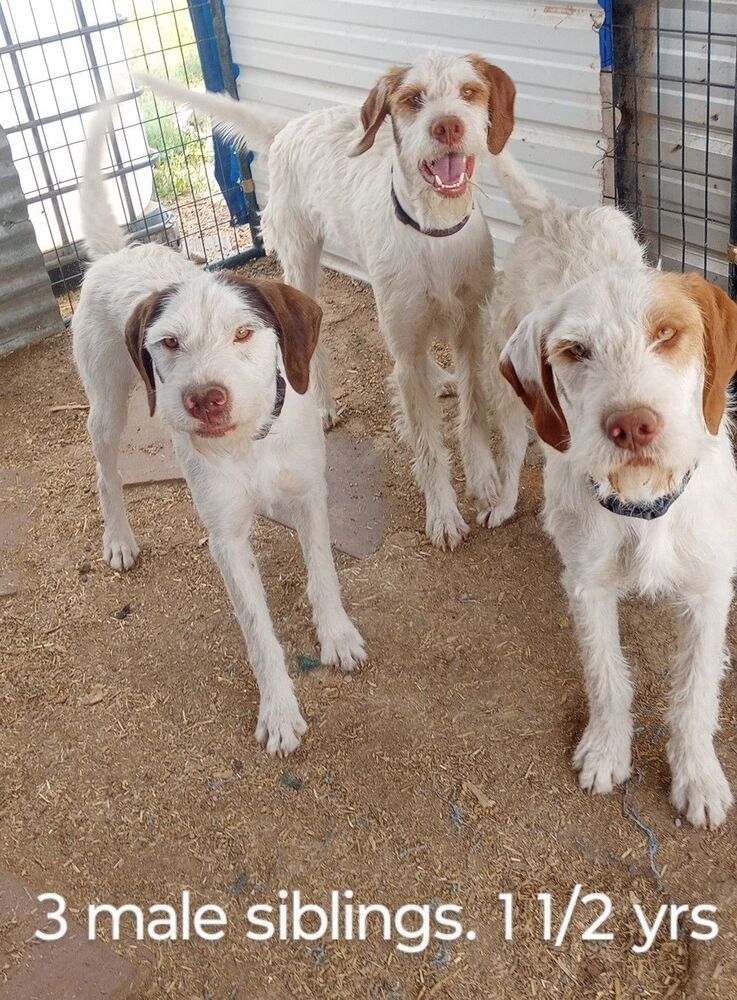 Sarge, an adoptable German Wirehaired Pointer, Spaniel in Herriman, UT, 84096 | Photo Image 4