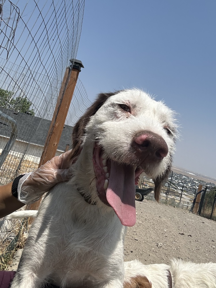 Sarge, an adoptable German Wirehaired Pointer, Spaniel in Herriman, UT, 84096 | Photo Image 5